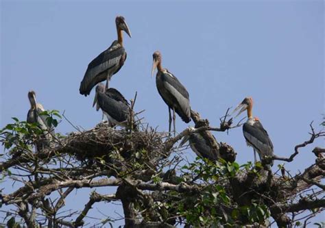 From loathed to loved: villagers in Assam rally to save Greater ...