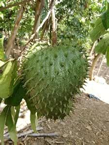 CooPany® Soursop/Mull Seetha/முள்ளு சீதா/ laxman seetha/Laxman Phal ...