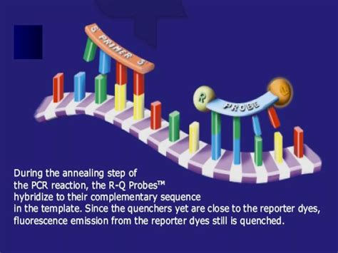 Image result for Real-Time PCR For Dummies