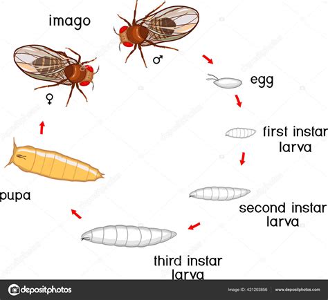 Fruit Fly Life Span at Daniel Gilmore blog