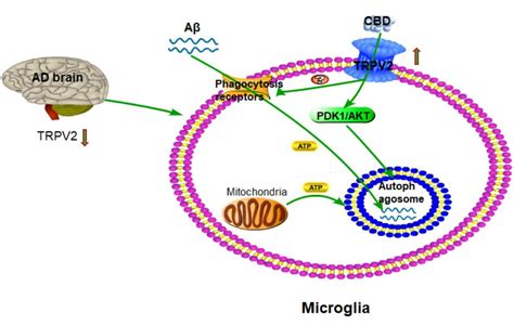 Cannabidiol Enhances Microglial Beta-Amyloid Peptide Phagocytosis and ...