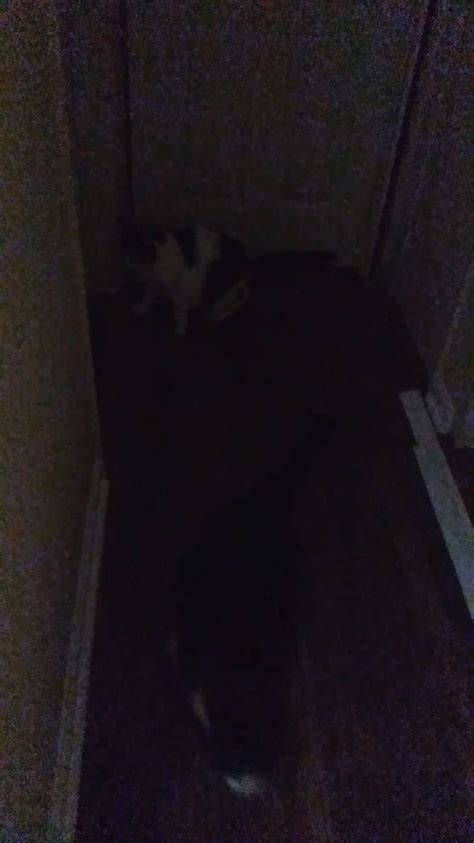 Image result for Knockout Cat Fighting Scripts