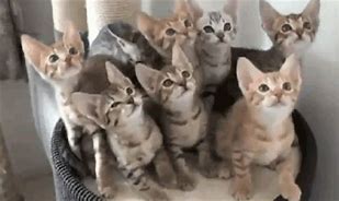 Image result for Toy Kittens in a Basket