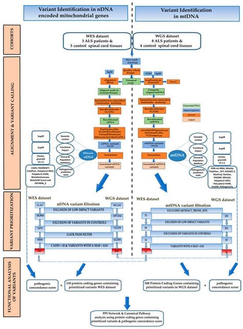 Mitochondrial and Nuclear DNA Variants in Amyotrophic Lateral Sclerosis ...
