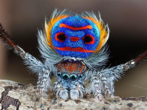 What Does The Smallest Spider In The World at Brian Braxton blog