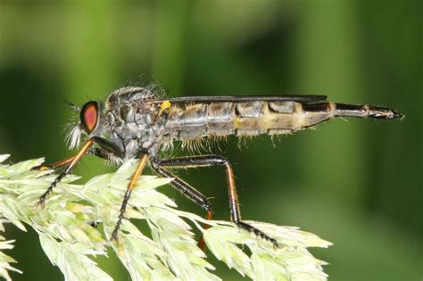 Roupec (Asilidae sp.) - Bobův fotoblog