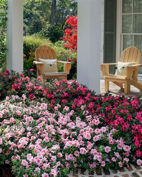 Azaleas: How to Grow and Care for the Azalea Bush | HGTV