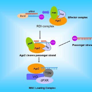 Risc Complex 的图像结果