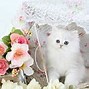 Image result for Cutest Teacup Kittens
