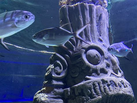 Image result for Python Fish Tank