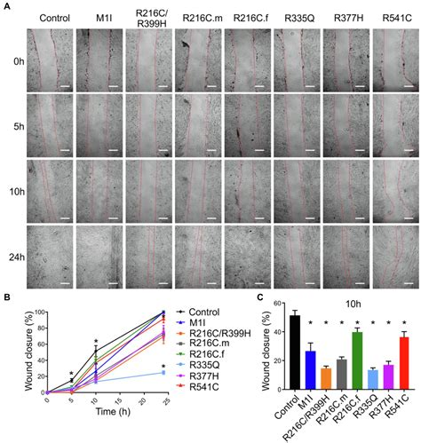 Frontiers | Phenotypic Variability in iPSC-Induced Cardiomyocytes and Cardiac Fibroblasts ...