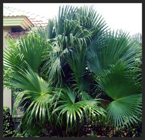 Small Palm Species
