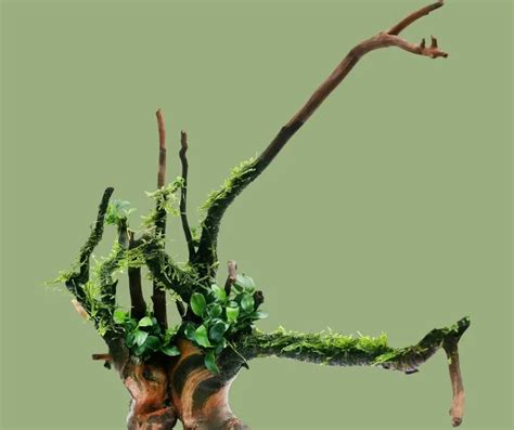 Image result for Planting Java Moss