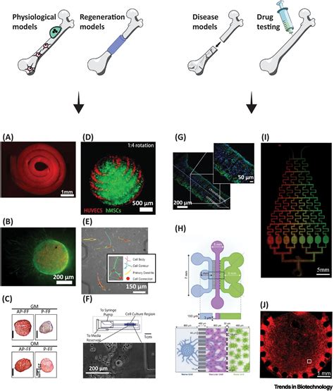 Mini-bones: miniaturized bone in vitro models: Trends in Biotechnology
