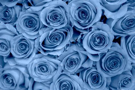 Blue Roses Wallpaper