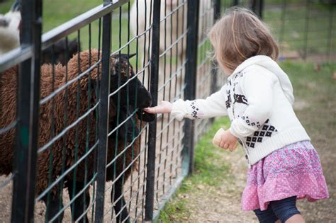 Image result for Spring Show