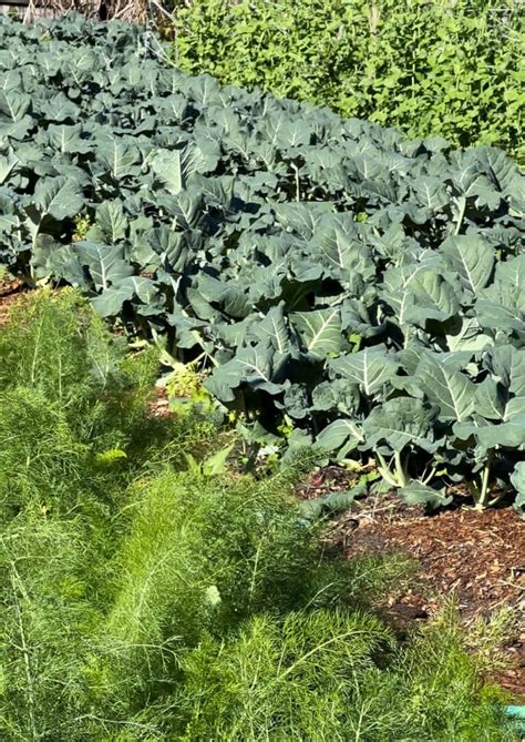 Source Local Farmers 的图像结果