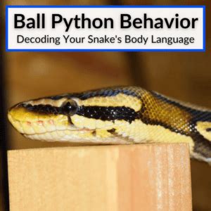 Image result for Ball Python Scared