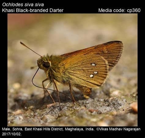 Ochlodes siva (Moore, 1878) - Black-branded Darter | Butterfly