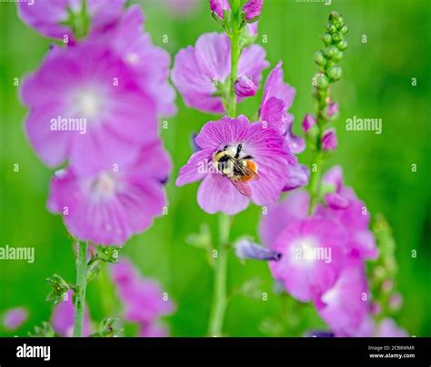Photos I took over the summer of 2019 at Ute Valley Park. This park is ...
