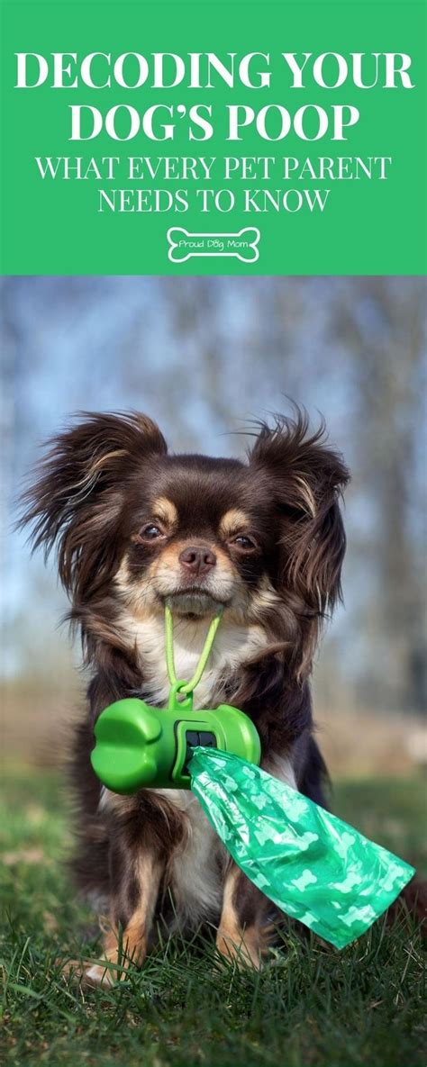 Image result for How Do Dogs Poop