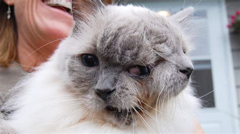 Exotic Shorthair Cat Breed Information & Characteristics