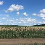 Image result for Field Corn Seed