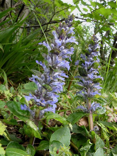 Ajuga reptans L. | Plants of the World Online | Kew Science