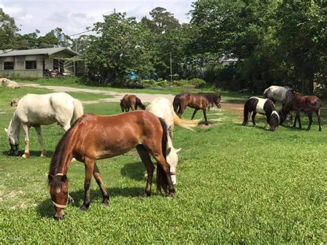 Taoyuan｜Futian Garden Farm｜Tickets - Klook India