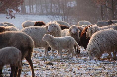 冬天养羊的注意事项