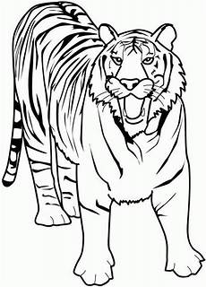 ausmalbilder tiere tiger tiger ausmalbilder ausmalen ausmalbilder tiere ausmalbilder tiere tiger tiger ausmalbilder ausmalen ausmalbilder tiere