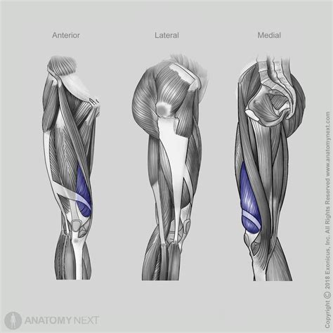 Vastus medialis | Anatomy.app