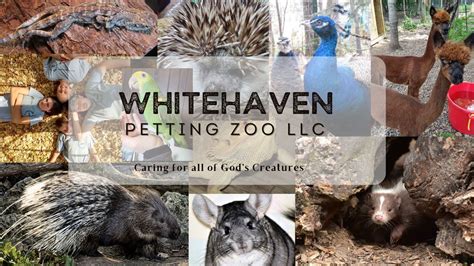 Whitehaven Petting Zoo, 645 Pearl St, Rib Lake, WI, United States ...