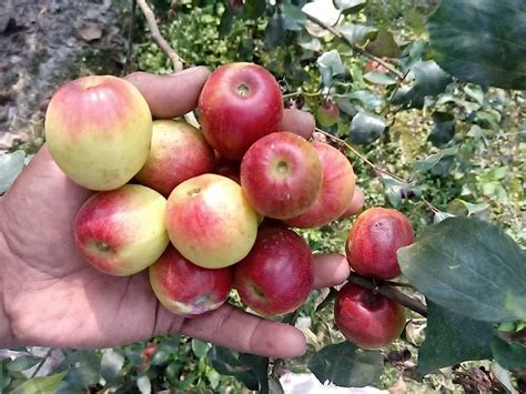 Green Horizon MISS INDIA ZIZIPHUS MAURITIANA,INDIAN JUJUBI, INDIAN PLUM ...