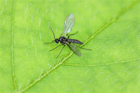 Fungus Gnats Get Rid