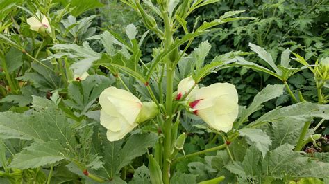 Okra Clemson Spineless Plant Height at Skye Zepps blog