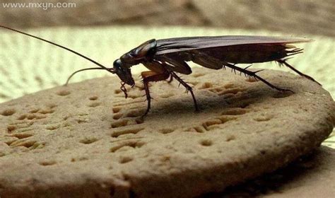 广东最大的蟑螂是机场！为什么我们看什么都像蟑螂？_凤凰网