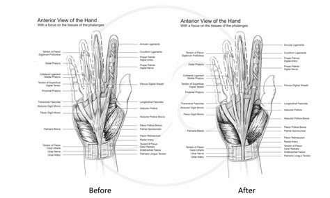 Image result for Hand Dissection