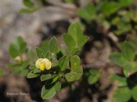 India Flora Online