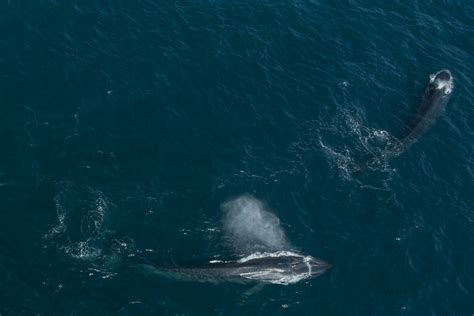 Learn how whale poop makes the world a better place - Swim Guide