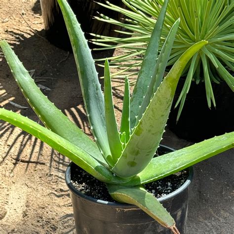 Buy 'Large Aloe Vera Plants - Aloe barbadensis' Care and Growing Guide ...