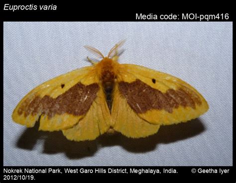 Euproctis varia | Moths