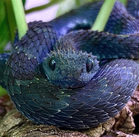 African Bush Viper