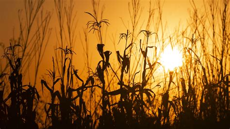 Download wallpaper 2560x1440 grass, ears, silhouette, sunset widescreen ...