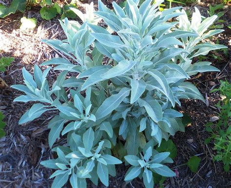 White Sage Plant