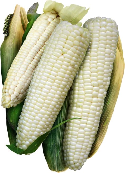 Amazon.com : 100 Seeds - Waxy Corn Seeds or Sticky Corn Seeds for ...