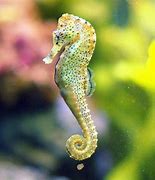 Image result for Cutest Sea Animals