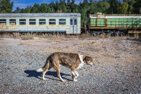 A virtual tour of Chernobyl with special focus on dogs | TimesTravel