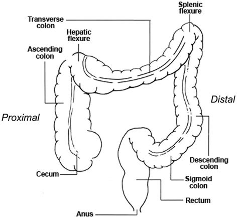 Large Intestine Anatomy, Function, Location, Length and Role in Digestion