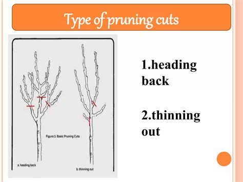 Taining and pruning in horticultural crops | PPTX